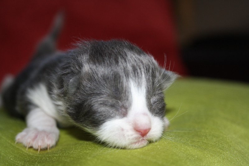 Saphir_170711_IMG_1986_kl