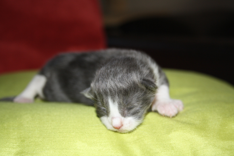 Saphir_170711_IMG_1987_kl