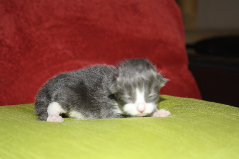 Saphir_170711_IMG_1988_kl