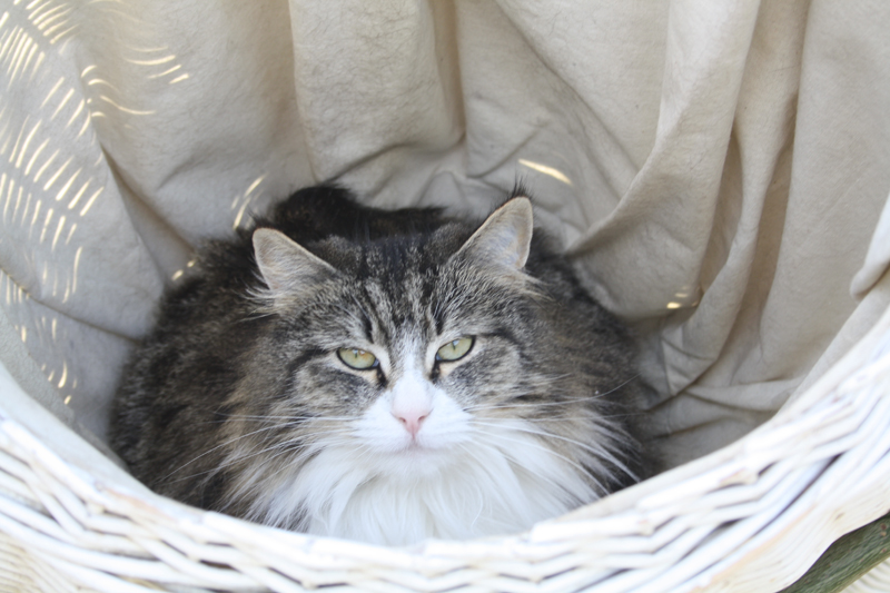 Savannah_280311_IMG_1389_kl02