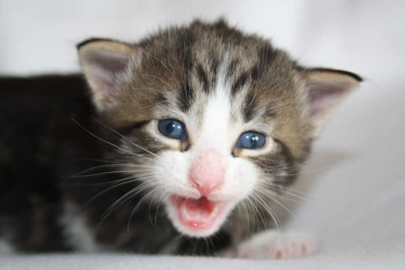 SkyDiver_040512_IMG_2704_kl