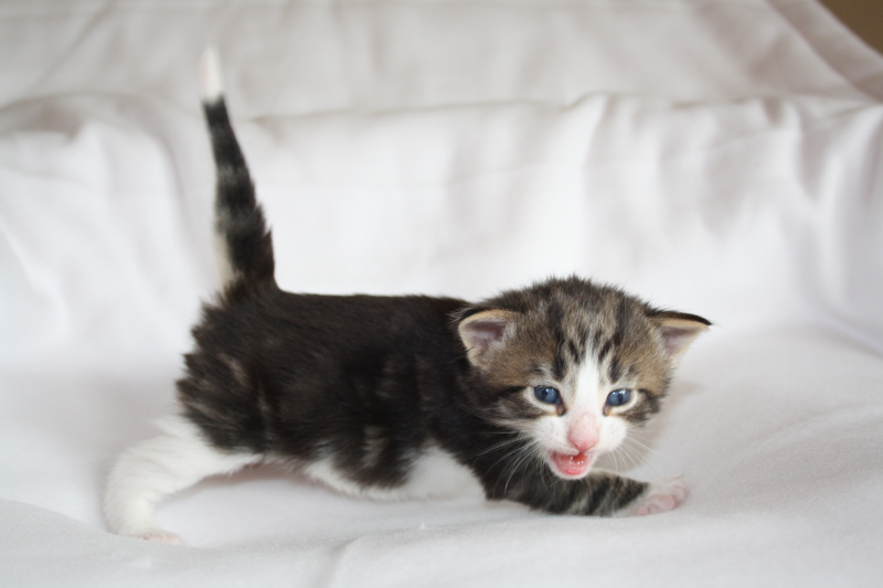 SkyDiver_040512_IMG_2705_kl