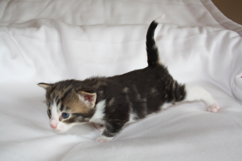 SkyDiver_040512_IMG_2706_kl