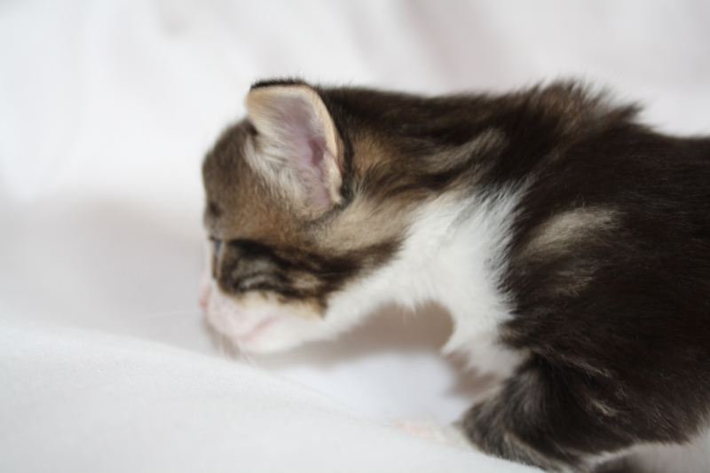 SkyDiver_040512_IMG_2707_kl