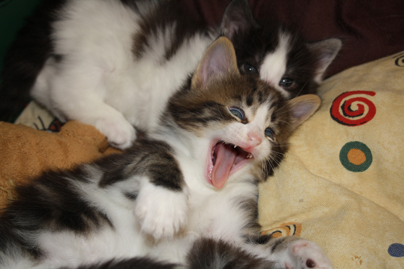 SkyDiver_140512_IMG_2784_kl