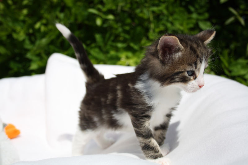 SkyDiver_140512_IMG_2811_kl