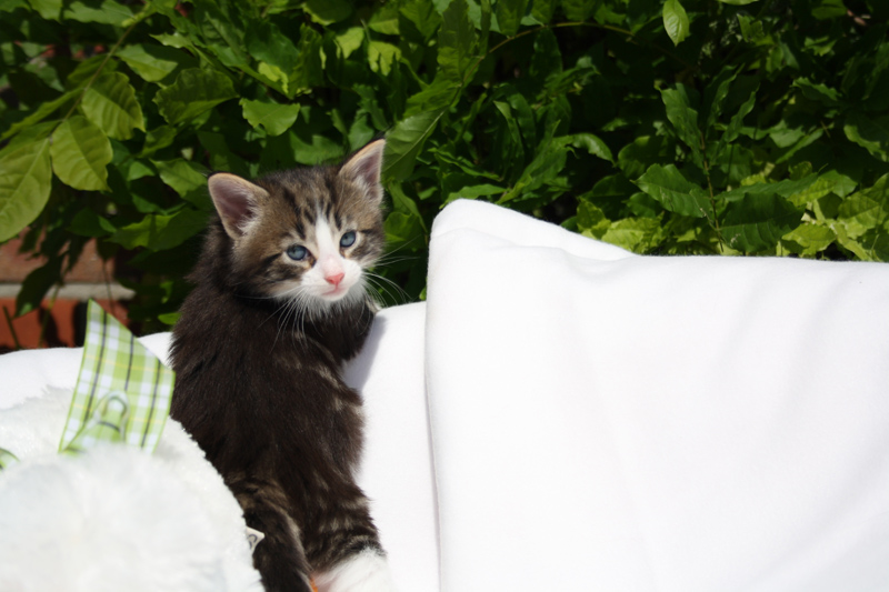 SkyDiver_140512_IMG_2818_kl