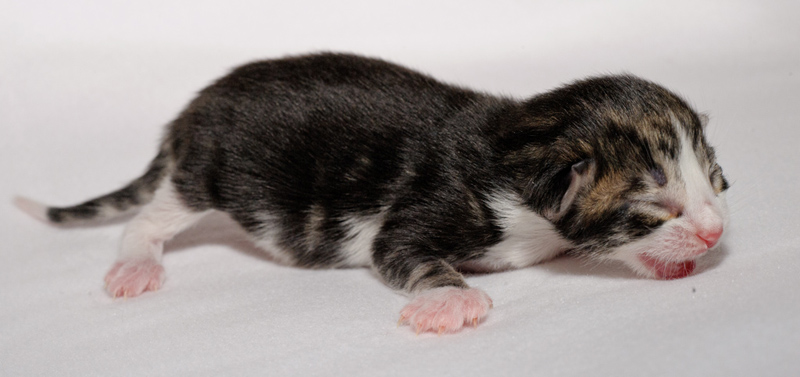 SkyDiver_150412_D112594_kl