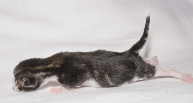 SkyDiver_150412_D112598_kl