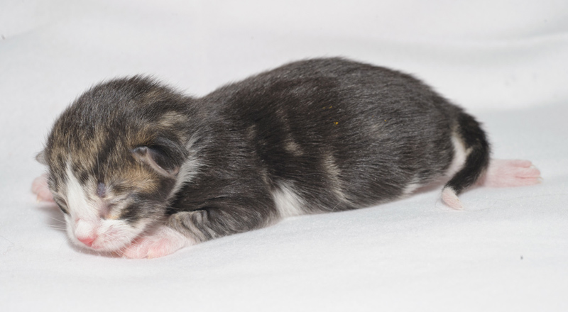 SkyDiver_150412_D112600_kl