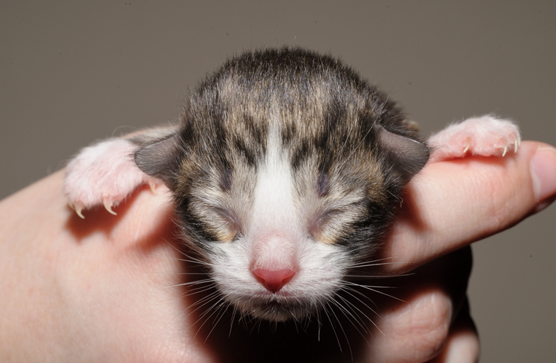 SkyDiver_150412_D112624_kl