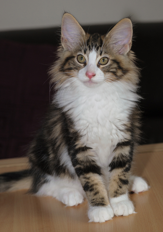 SkyDiver_180712_D114765_kl