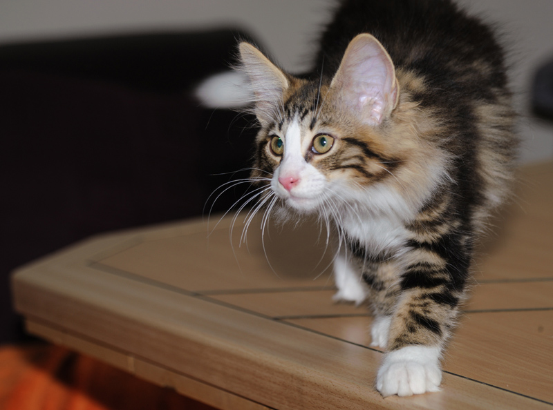 SkyDiver_180712_D114772_kl