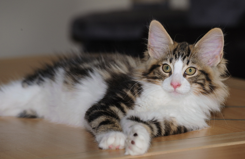 SkyDiver_180712_D114780_kl