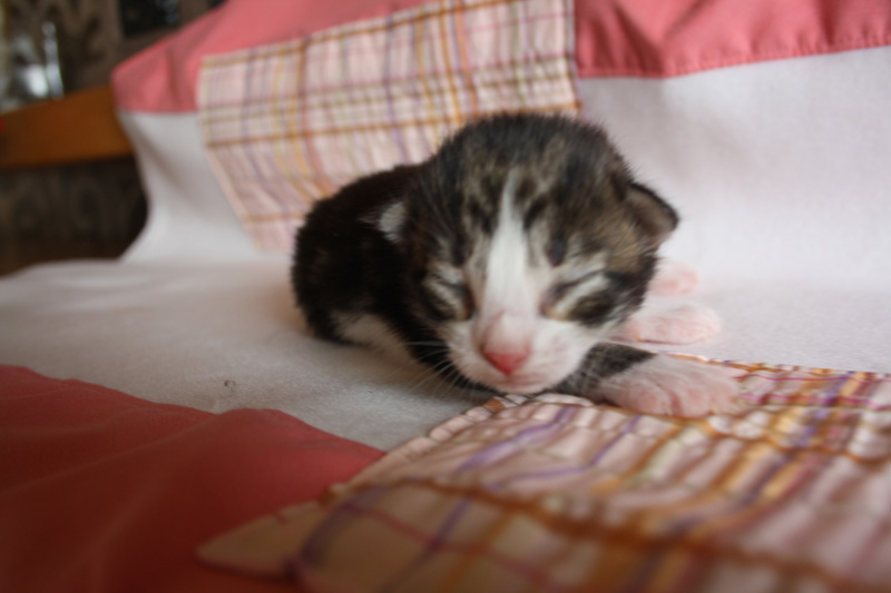 SkyDiver_220412_IMG_2660_kl