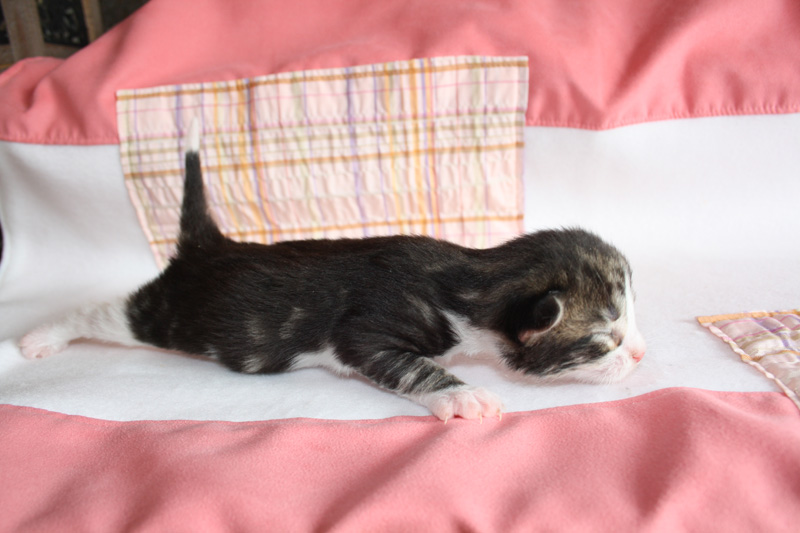 SkyDiver_220412_IMG_2662_kl