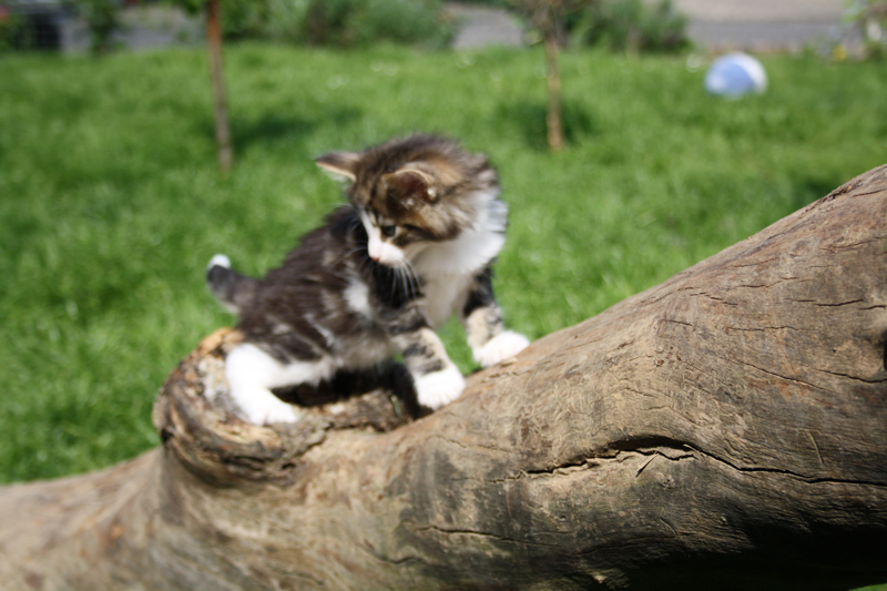 SkyDiver_220512_IMG_2907_kl