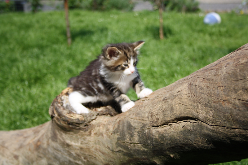 SkyDiver_220512_IMG_2909_kl