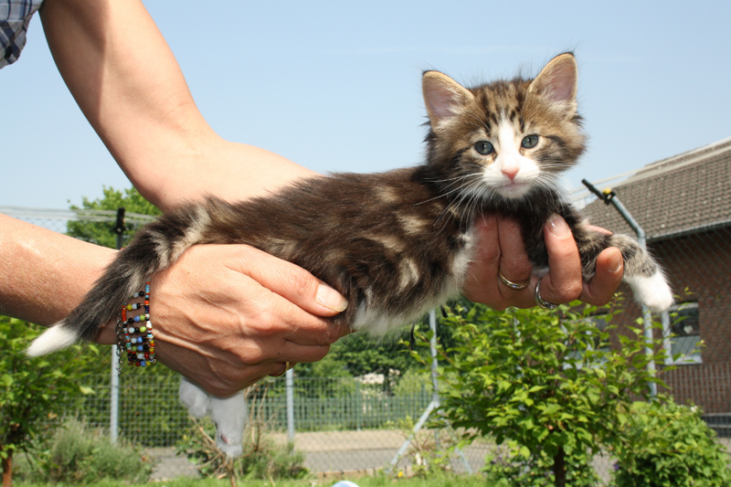 SkyDiver_220512_IMG_2912_kl