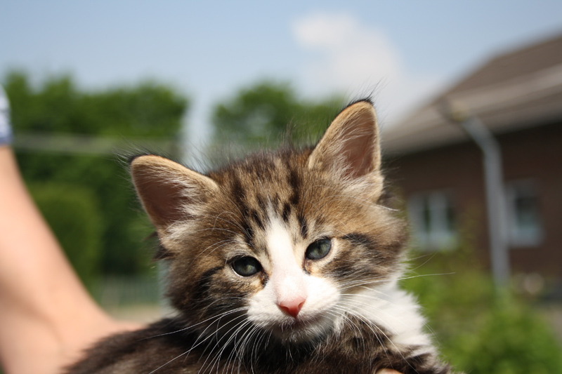 SkyDiver_220512_IMG_2918_kl