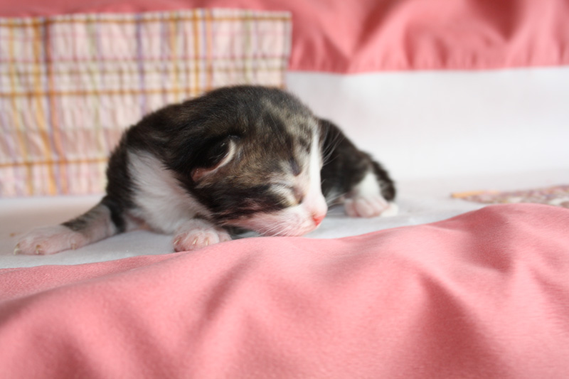 SkyDriver_220412_IMG_2659_kl