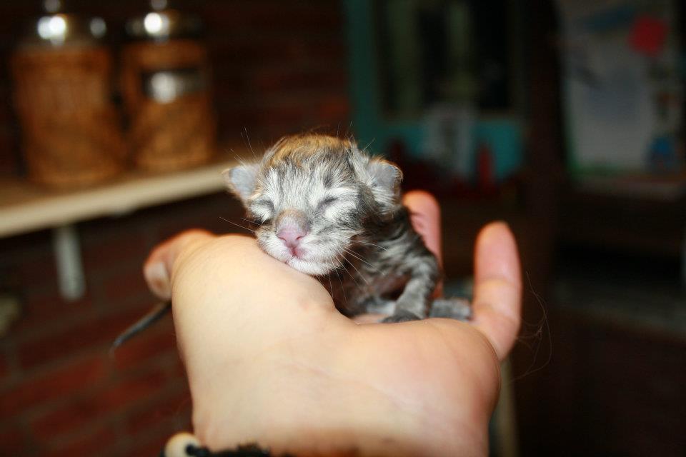 Stardust_160512_555232_382699141780332_100001207477120_1122896_935386200_n