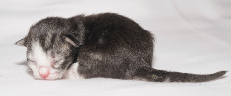 SweetHavanna_150412_D112601_kl