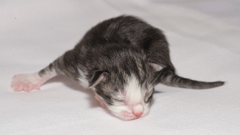 SweetHavanna_150412_D112602_kl