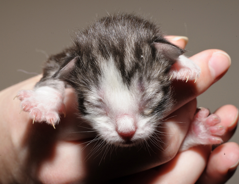 SweetHavanna_150412_D112629_kl