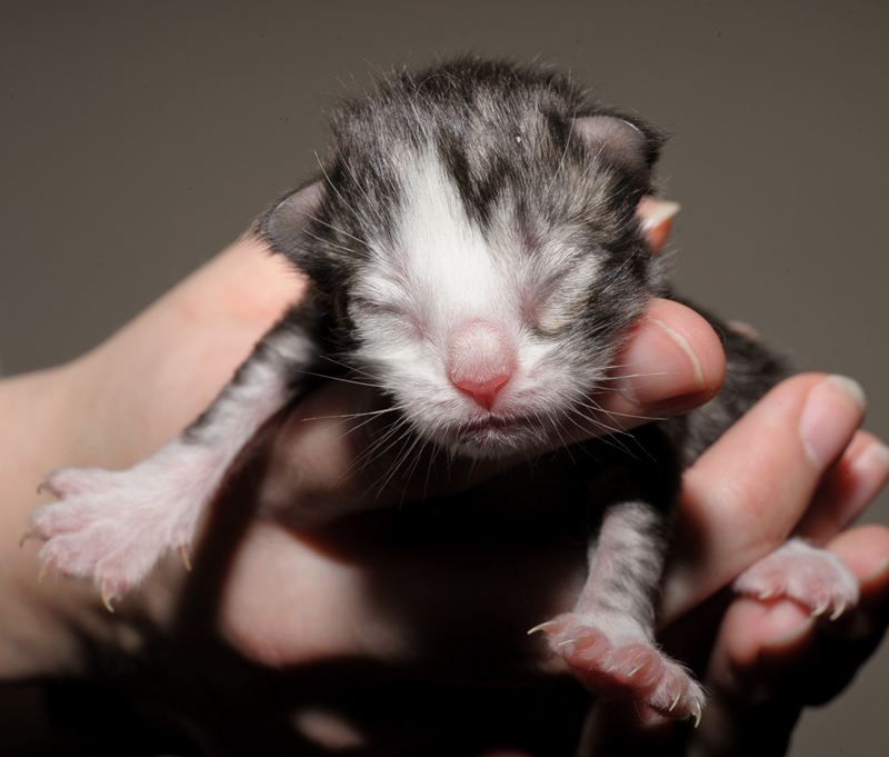 SweetHavanna_150412_D112631_kl