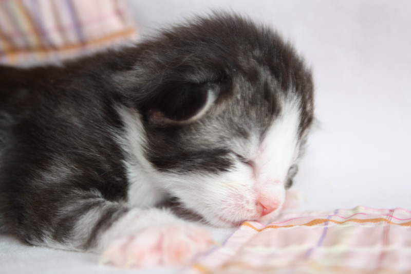 SweetHavanna_220412_IMG_2692_kl