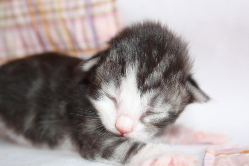 SweetHavanna_220412_IMG_2693_kl