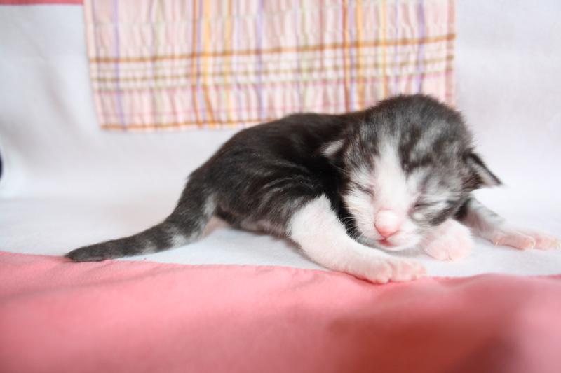 SweetHavanna_220412_IMG_2695_kl