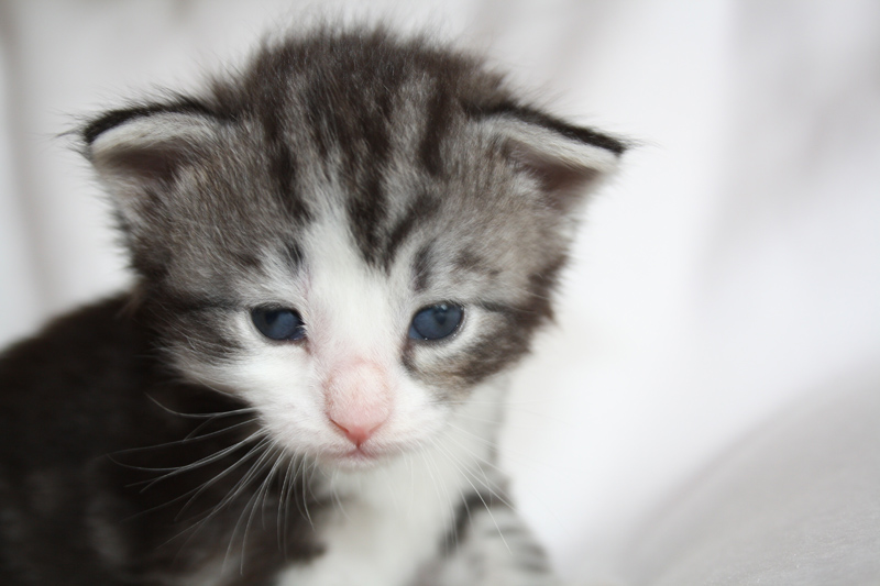 Sweet_040512_IMG_2711_kl