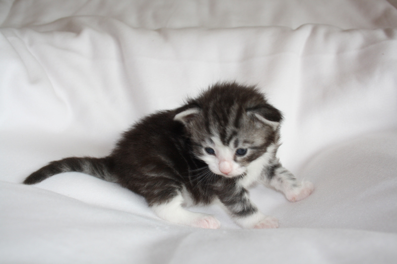 Sweet_040512_IMG_2712_kl