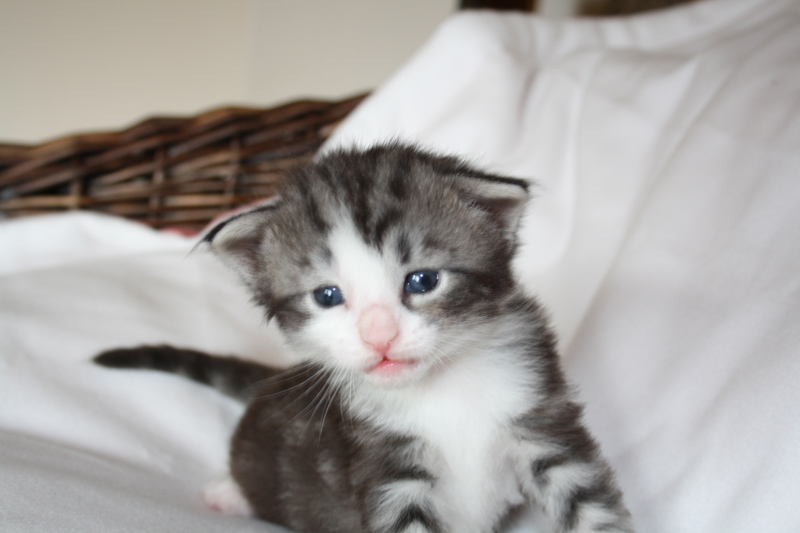 Sweet_040512_IMG_2714_kl