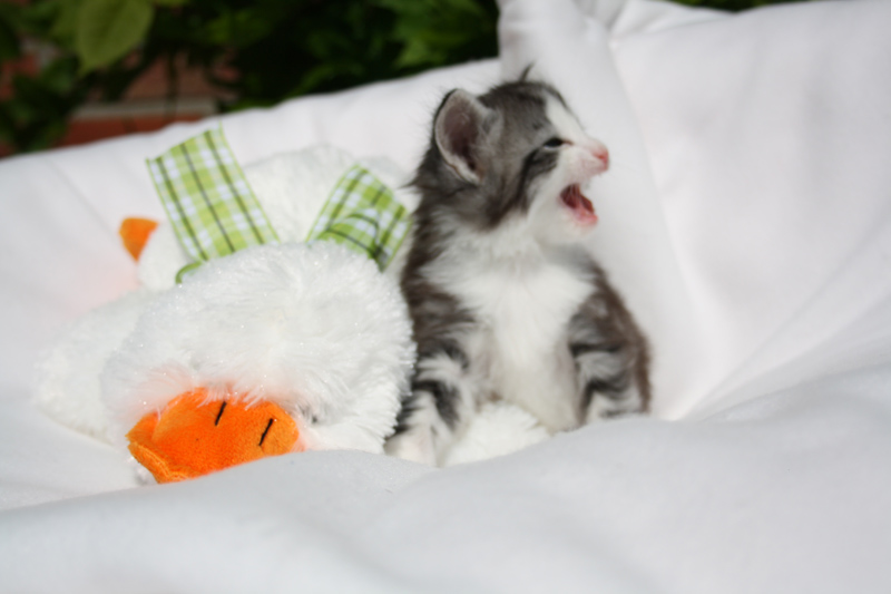 Sweet_140512_IMG_2851_kl