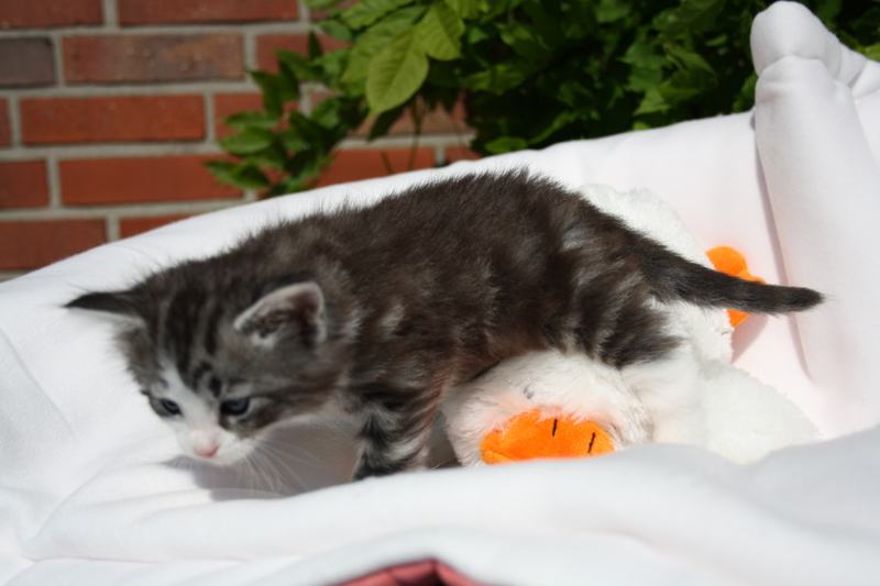 Sweet_140512_IMG_2853_kl