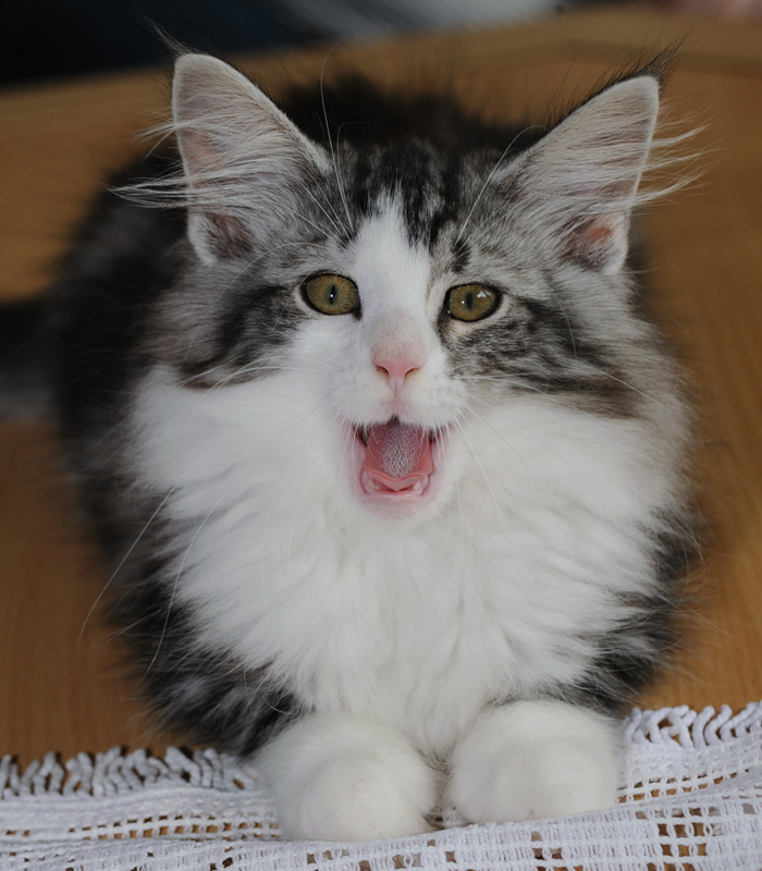 Sweet_180712_D114743_kl