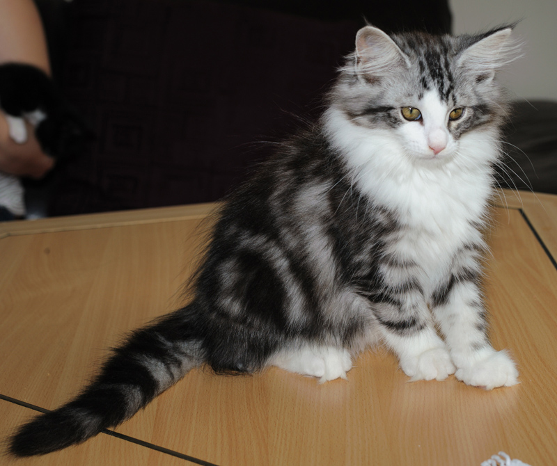 Sweet_180712_D114747_kl