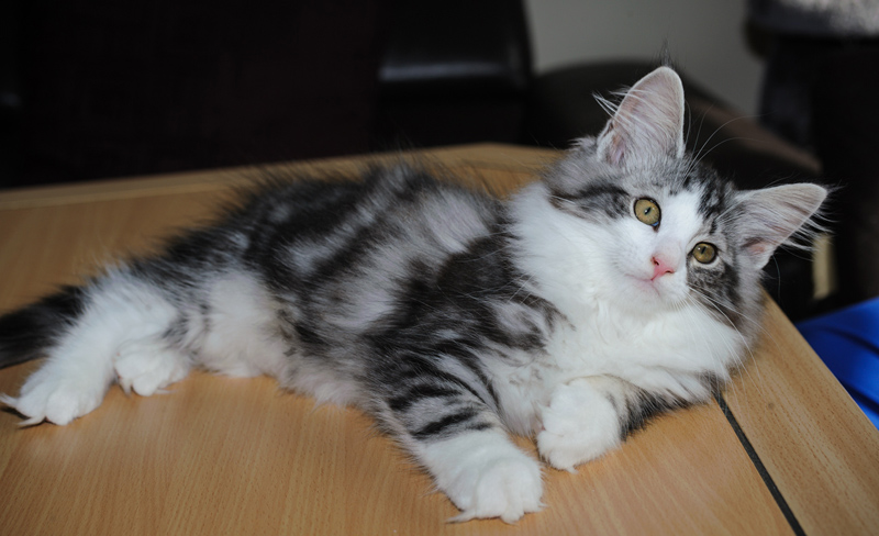 Sweet_180712_D114748_kl