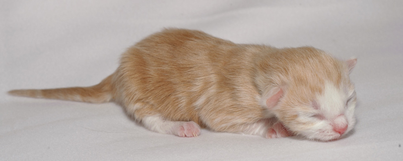 Tequila_150412_D112603_kl