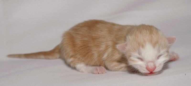 Tequila_150412_D112605_kl