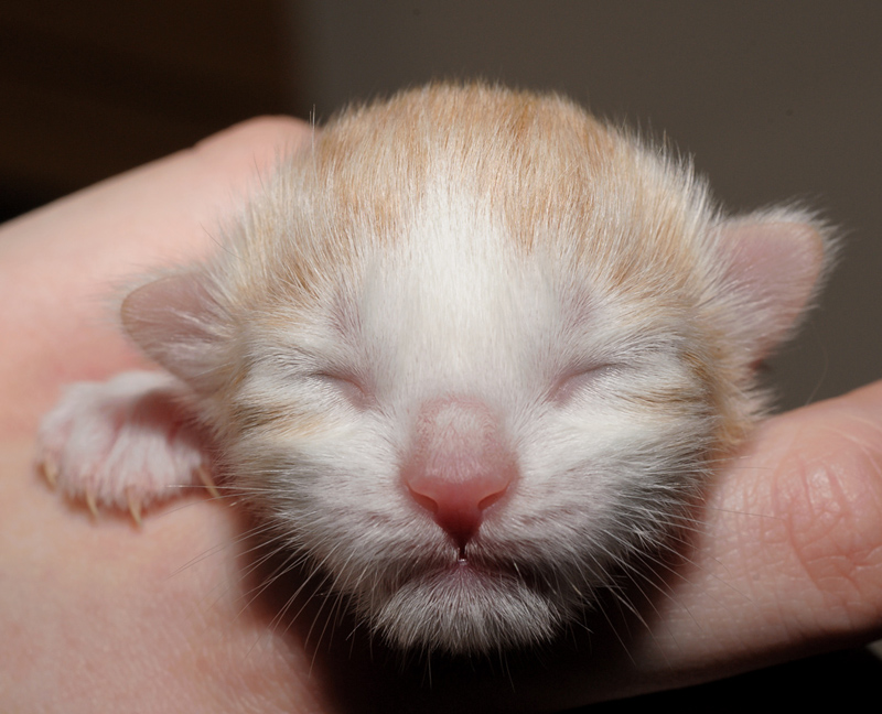 Tequila_150412_D112614_kl