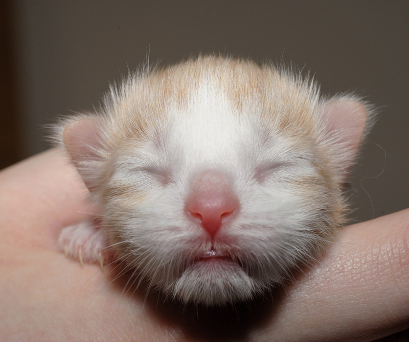 Tequila_150412_D112615_kl