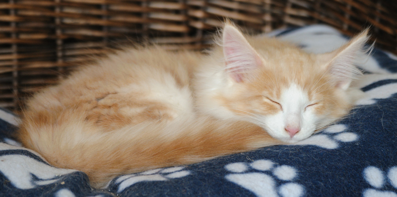 Tequila_180712_391184_411582145558698_1374429826_n_kl