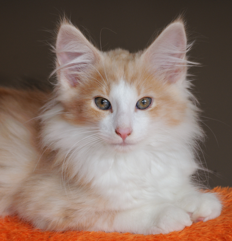 Tequila_180712_D114721_kl