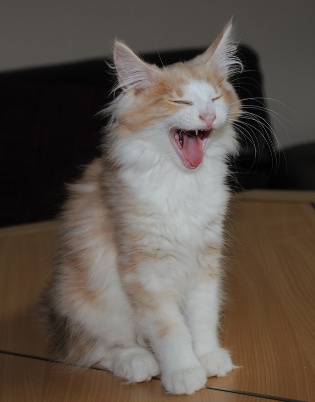 Tequila_180712_D114756_kl