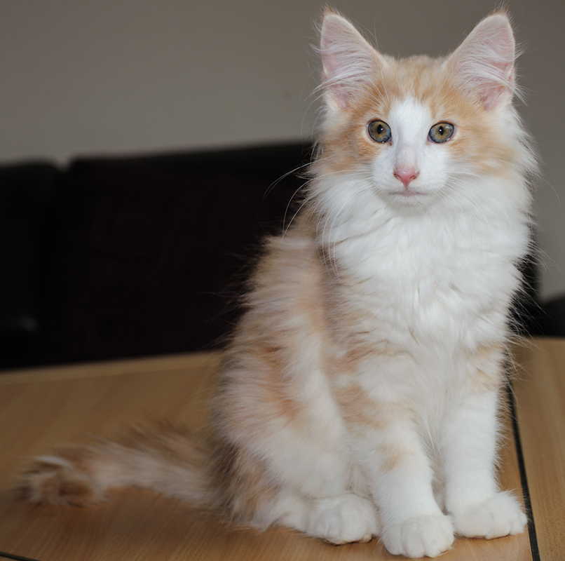 Tequila_180712_D114758_kl