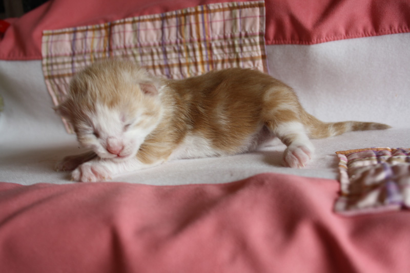 Tequila_220412_IMG_2654_kl